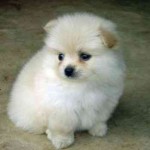 Jag vill skaffa mig en sån här hund. Jag vill skaffa mig en sån här hund.